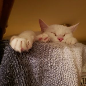 Meet your Posher, Vinessa